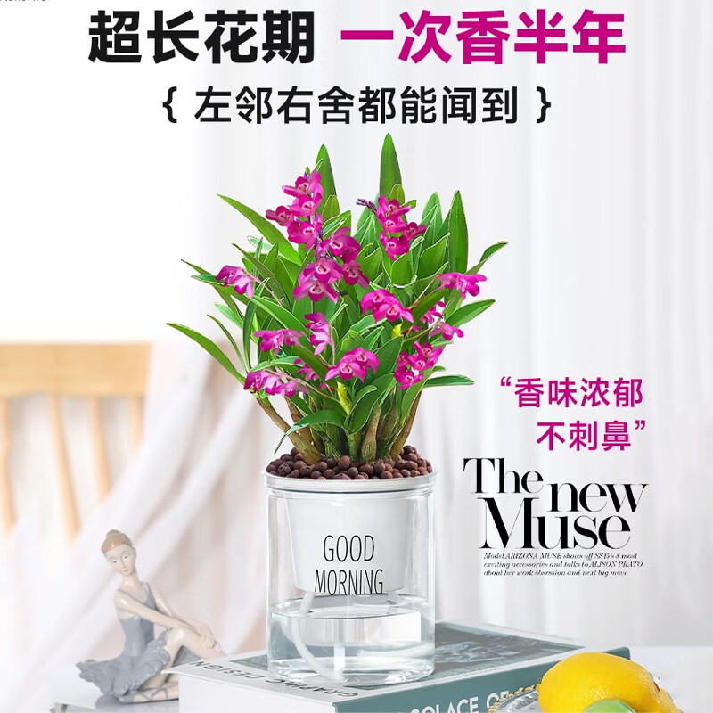 澳洲香水石斛兰盆栽带花苞水培植物石胡蘭苗花卉植物室内绿植好养 【10苗】石斛兰（送懒人杯）