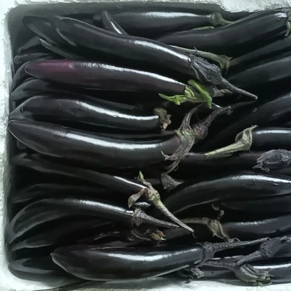 优选老式茄子紫裤紫库新鲜农家蔬菜自种现摘现发可生吃烧烤茄糯茄 带箱9-9.01斤
