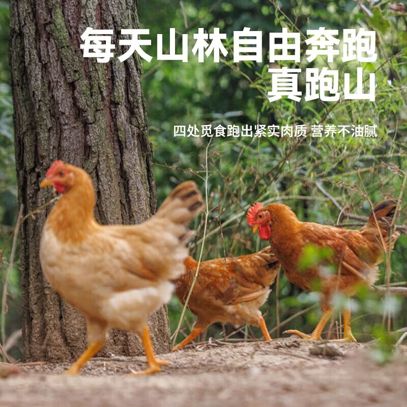 鲁爷爷的农场清真三黄鸡农家散养正宗土鸡走地鸡童子鸡月子鸡新鲜现杀冷链保鲜 现杀现发1只 净重1.5斤左右/只
