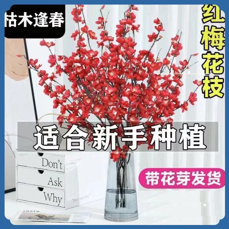 清洁JTT 水培干枝梅花40-50cm(20枝) 红色遇水开花(干枝)
