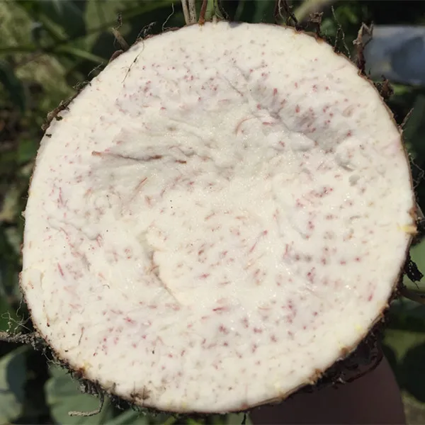 【正宗江永香芋】湖南永州特产农家新鲜芋头槟榔芋新鲜大芋头 净重9斤特大果3-5个