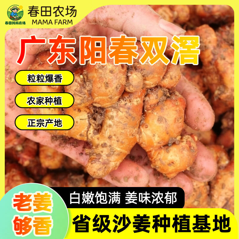 【沙姜之乡】广东特产正宗阳春双滘新鲜沙姜调味提鲜增香双窖山奈 广东省级沙姜种植基地甄选 【1斤尝鲜装】姜味浓郁，来自深山老林