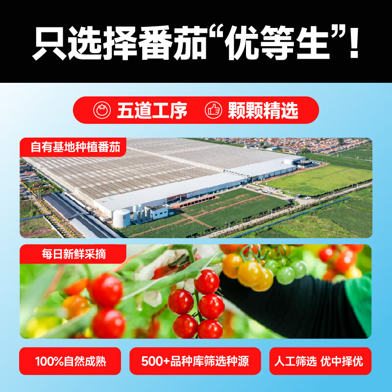 一颗大樱桃番茄 串收樱桃番茄粒 爆汁西红柿净重836g源头直发 樱桃串番茄 418g *2盒