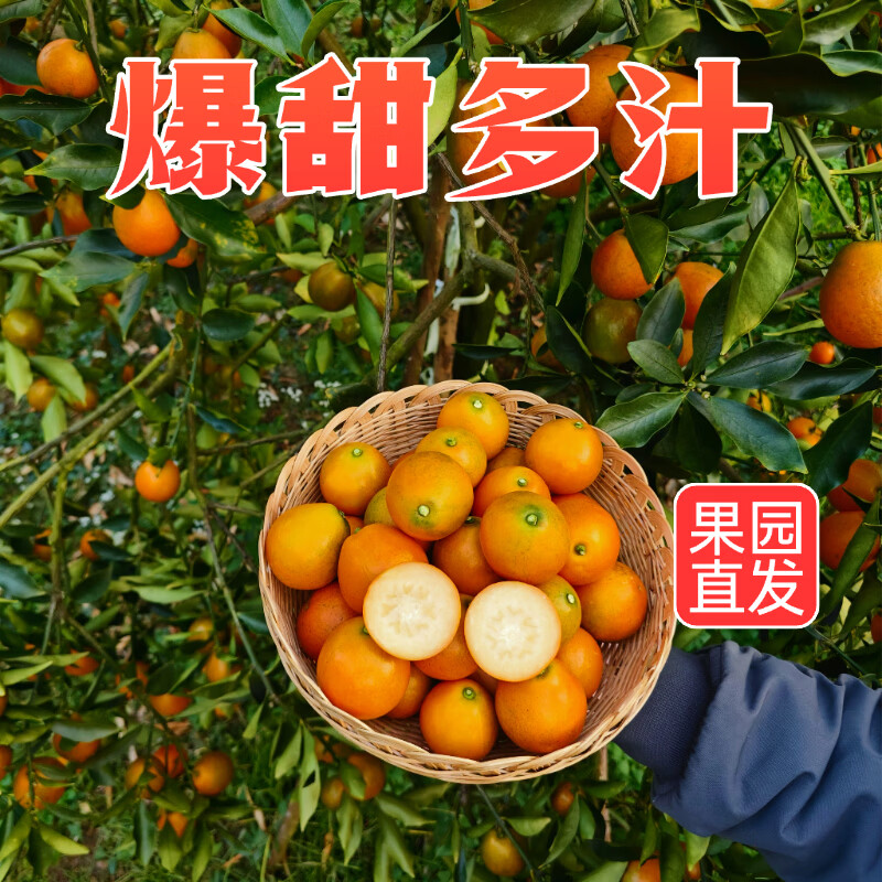 正宗融安脆蜜金柑 国家地理标志产品 三代金桔新鲜水果 顺丰包邮 2斤大果(约30-36颗左右） 精选糖果独立包装