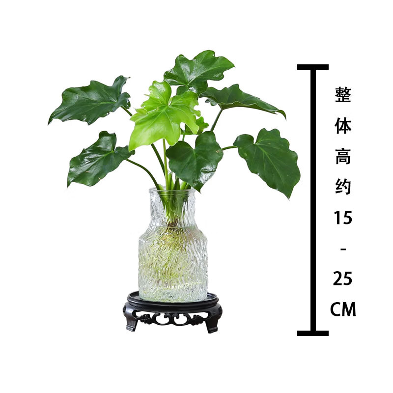 八芽文竹盆栽懒人水培植物客厅室内桌面好养四季好养发财树绿植吸甲醛 春羽-波浪瓶-密胺托盘 含盆