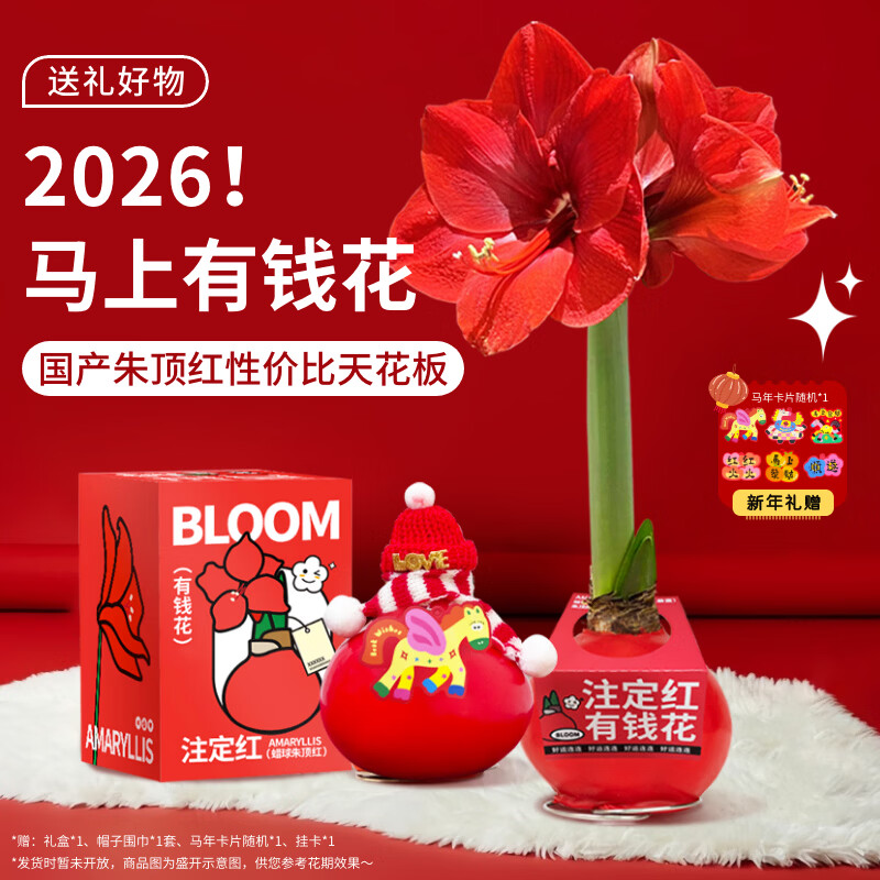 京东鲜花有钱花朱顶红礼盒版蜡球周长26-28cm随机年宵礼物源头直发