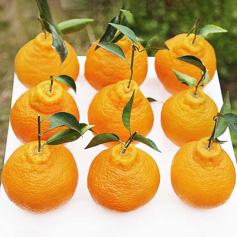 uncle lemon四川春见耙耙柑新鲜橘子正宗粑粑柑当季桔子孕妇水果果园新鲜现摘 9斤 大果【真心甜甜】新鲜现摘丨个头均匀