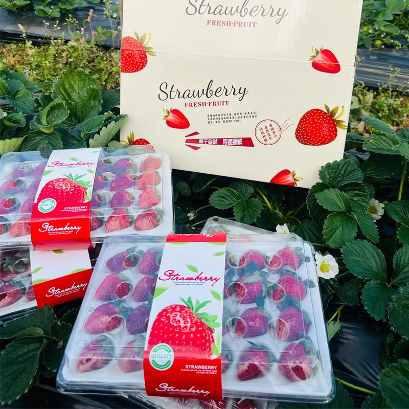 红颜草莓99奶油草莓【JD/SF多地次日达】草莓水果礼品盒 2盒礼箱装【时令尝鲜】 11枚大果【单果20g-30g】 京东折扣/优惠券