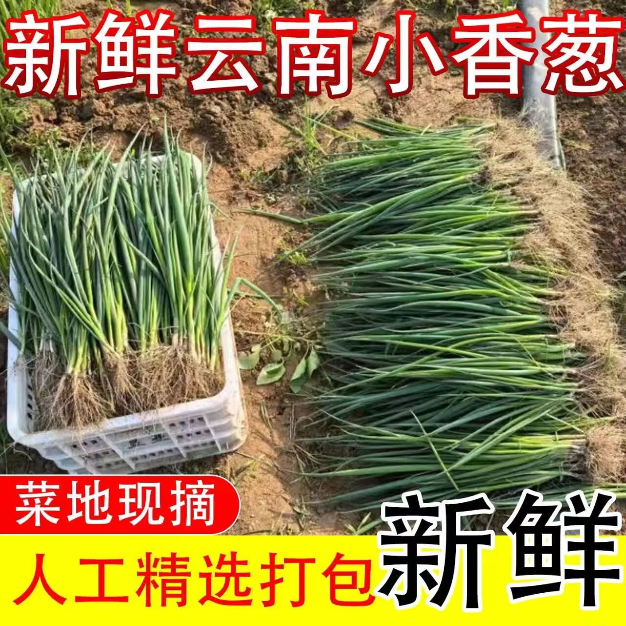 盛觅 小香葱新鲜去皮精品小葱 带箱5斤净重4.5斤  
