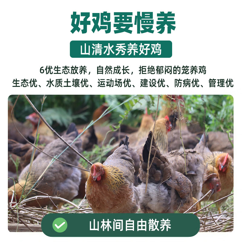 鲜其间【正宗清远鸡】老母鸡整只走地鸡肉冷冻椰子鸡火锅煲汤 散养180天 散养180天/清远走地鸡2只【4.8斤5.2斤】山林五谷喂养