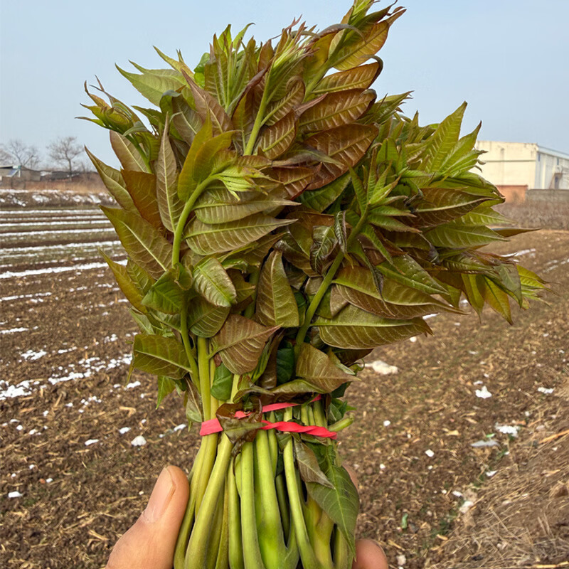 秦品堂香椿芽当季新鲜时令菜头茬秦岭香椿芽【顺丰冷链】叶绿色香椿嫩芽 【顺丰】半斤香椿