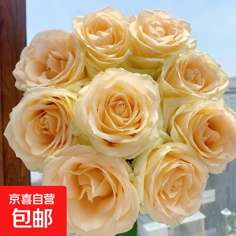 云南香槟玫瑰花10枝鲜花情人节女友同城速递插花家用生日214花束 香槟玫瑰10枝