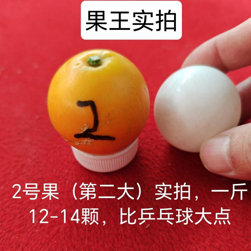 食怀融安脆蜜金柑正宗第三代广西柳州金桔当季独立包装2斤 2斤 脆蜜金柑2号果(12-15颗一斤)