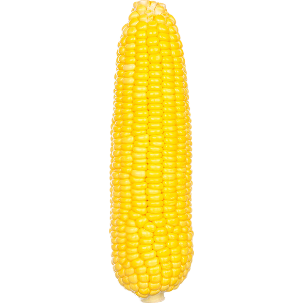 汤泉一品东北玉米新鲜糯玉米精品大棒东北甜糯玉米棒真空玉米轻食苞米棒子 东北黄糯玉米260-350*8根(铝箔袋、透明袋混发)
