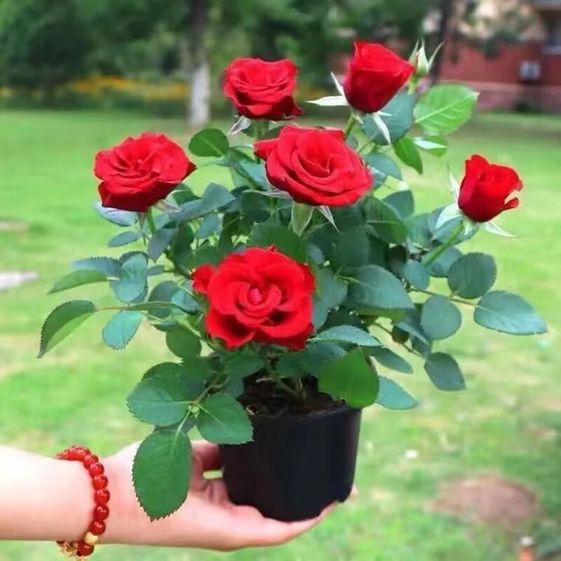 花苞发货】大花浓香玫瑰花苗盆栽阳台四季开花好养花卉月季苗 卡罗拉