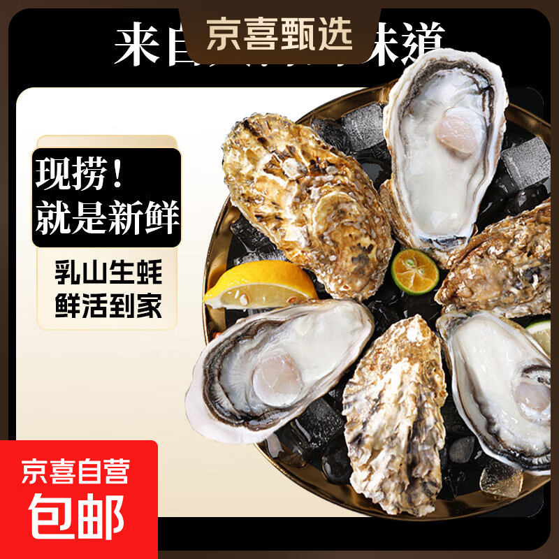 包活乳山生蚝鲜活牡蛎新鲜特大超大肉海蛎子10斤刺身即食山东海鲜 乳山牡蛎A(<1两内/只）10斤
