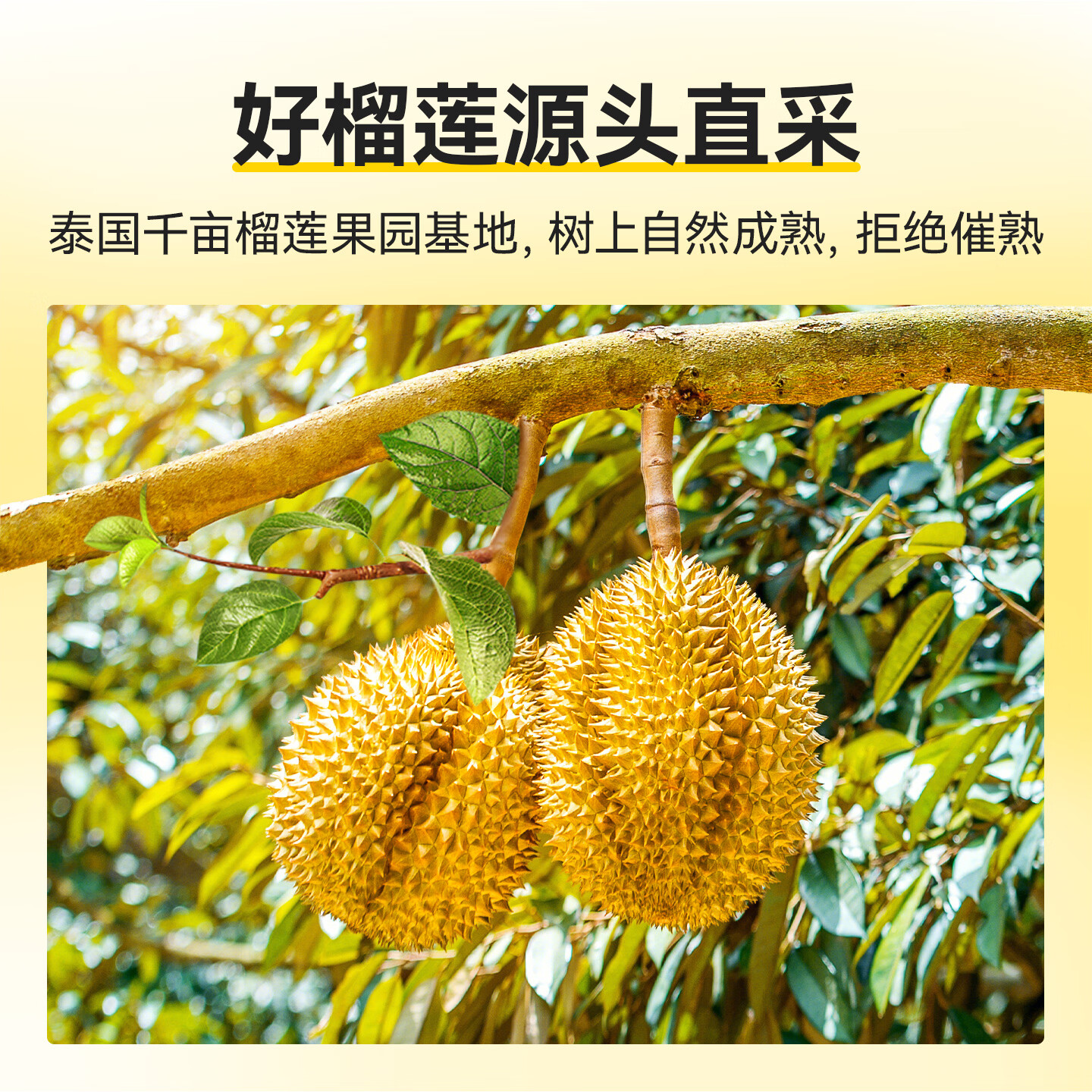 喜德农泰国金枕树熟冻榴莲肉液氮锁鲜榴莲香甜软糯250g/盒顺丰包邮 金枕冻榴莲肉250g*6盒