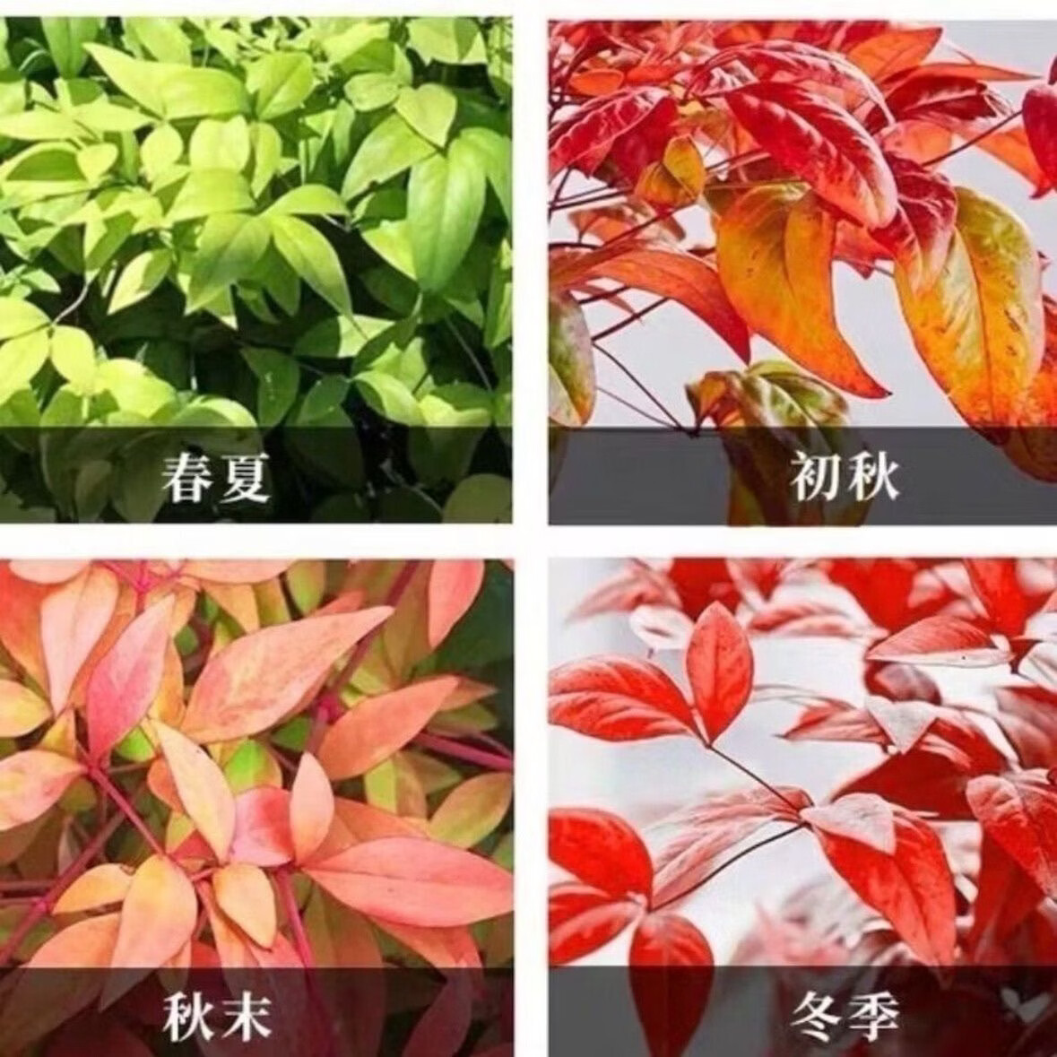 清洁YANG 火焰南天竹一盆+加仑盆 耐寒火焰南天竹盆栽