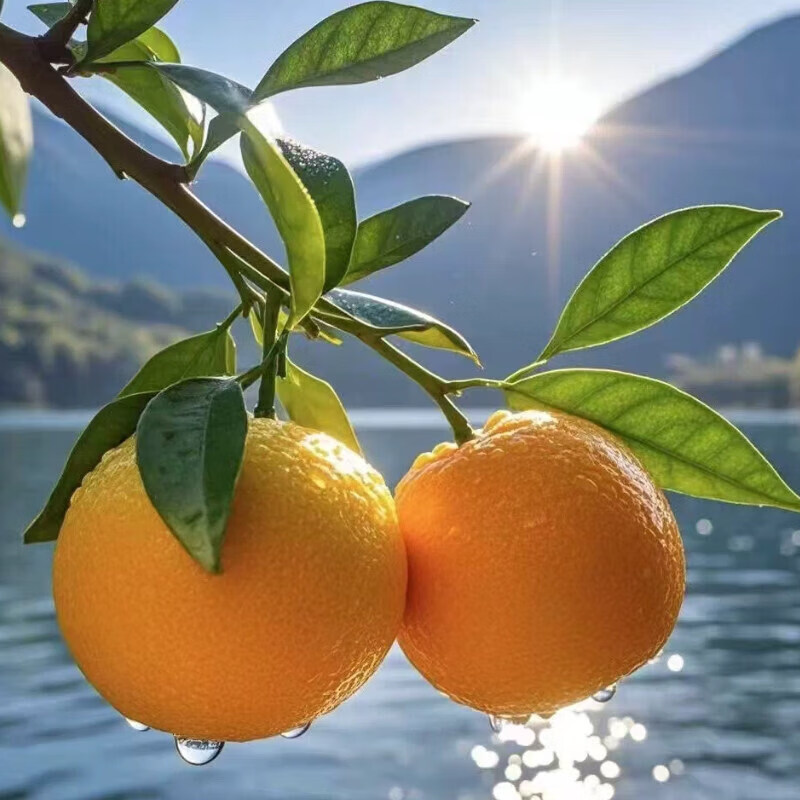 薏品甄鲜奉节脐橙地标水果新鲜现摘薄皮好剥新鲜采摘源头直发 奉节脐橙4.5斤【规格65-70mm】