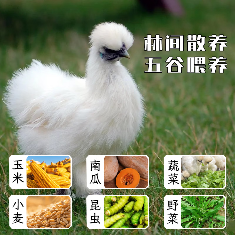 鲁爷爷的农场清真乌鸡新鲜现杀农家散养正宗乌骨鸡走地鸡煲汤食材 1只现杀乌鸡 净重700~800g