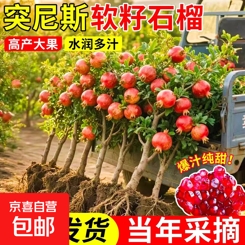 ͻ��˹����ʯ���� 5�����������֦ ������ 81-110cm 11.29Ԫ