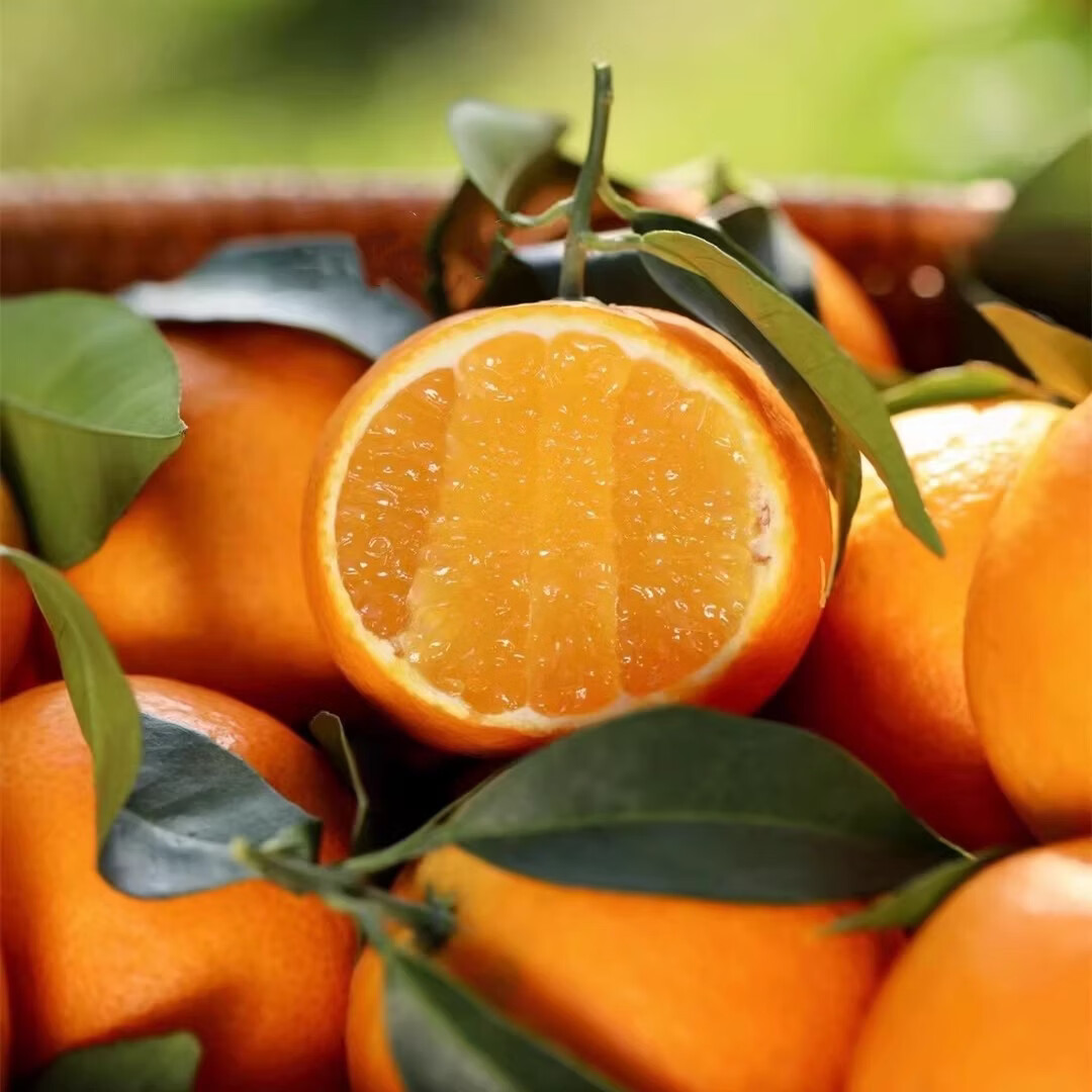 绿熊庄园【京东】红美人柑橘爱媛28号果冻橙爆甜柑橘新鲜孕妇薄皮水果礼盒 【超值囤货装】单果180g+ 净重8斤 净重5斤