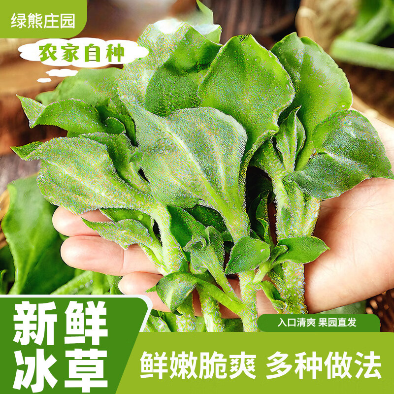 绿熊庄园新鲜冰菜冰草沙拉菜火锅即食生吃生菜凉拌菜新鲜蔬菜现摘冰叶整箱 净重2斤 京东折扣/优惠券