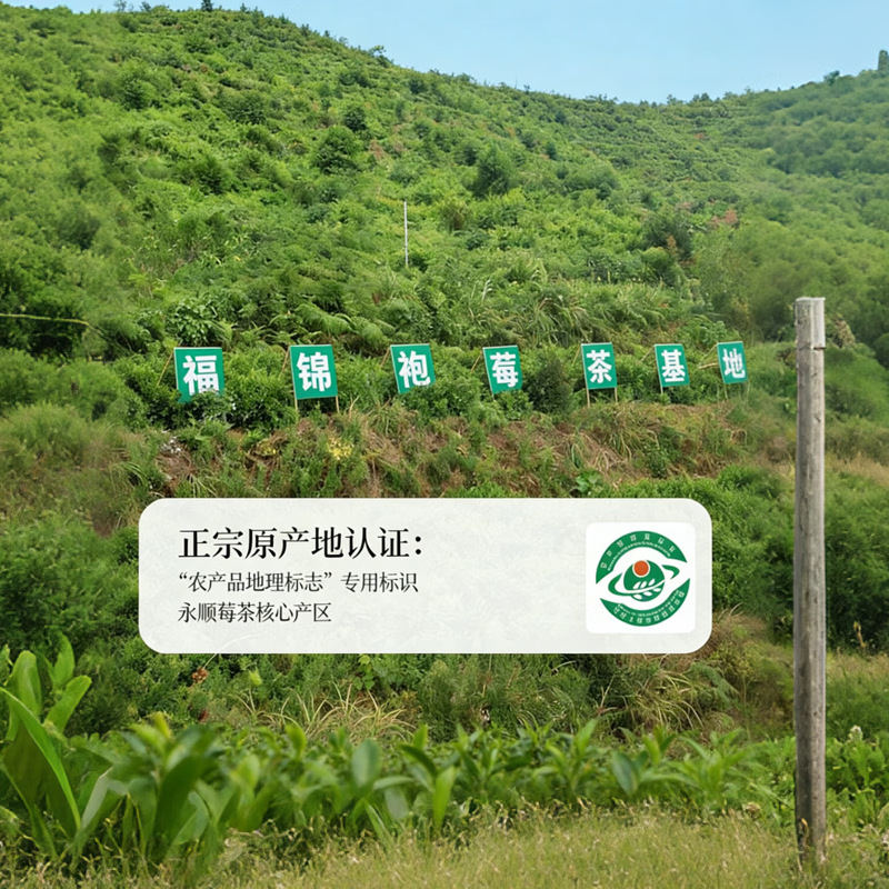 福锦袍张家界莓茶永顺龙须芽尖特级莓茶藤茶嫩芽尖花茶滋补养生茶125克 特级芽尖 125g*1袋 【张家界霉茶】