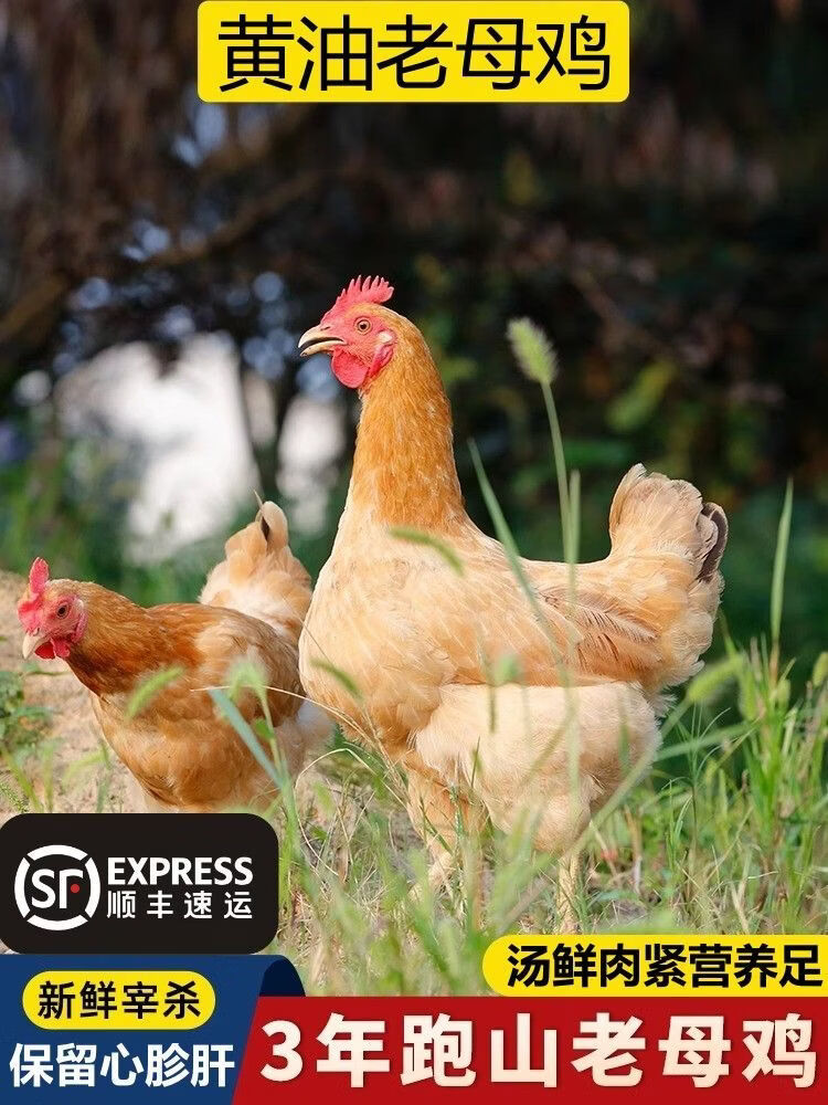 【顺丰包邮】贵州农家散养黄油老母鸡正宗土鸡3年走地鸡新鲜现杀 精选三年黄油老母鸡3只共【10~11斤】