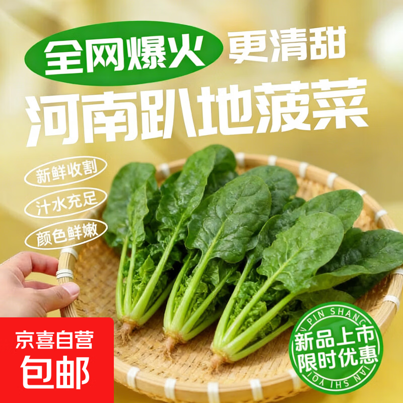 【网红菠菜】河南新鲜菠菜矮杆趴地菠菜农家自种霜打甜口火锅菜 500g精品趴地菠菜