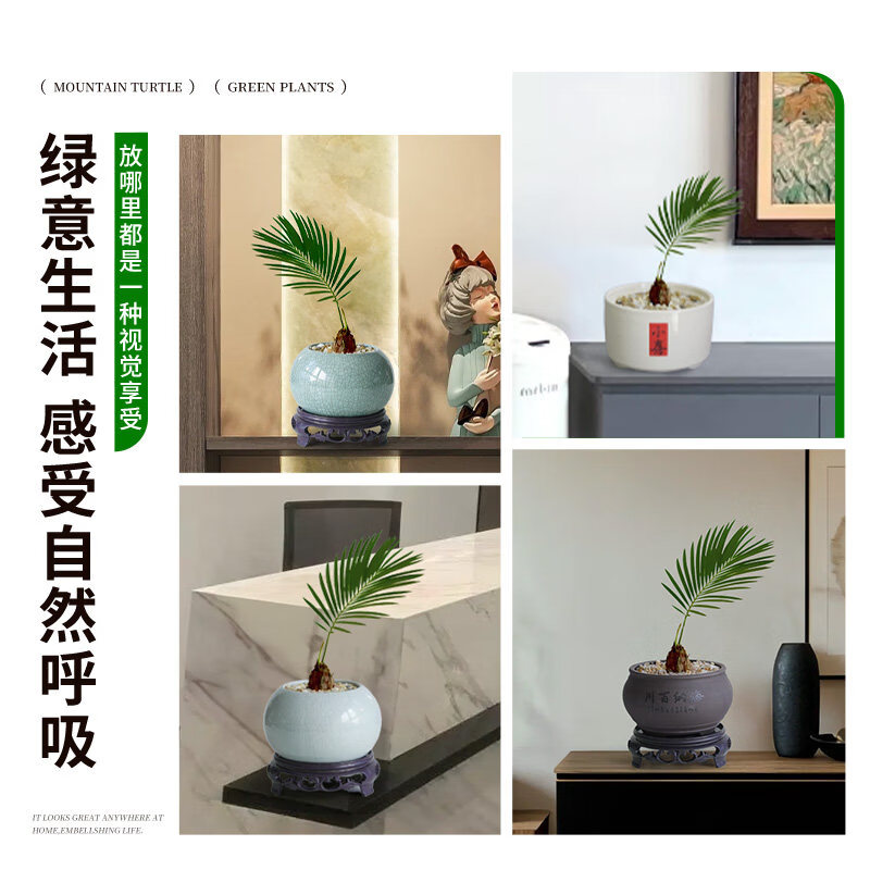 胖东来同款迷你茶桌绿植盆栽铁树禅意小禅意摆件盆景办公室内物客 A级 铁树+D250欢喜 带盆栽好