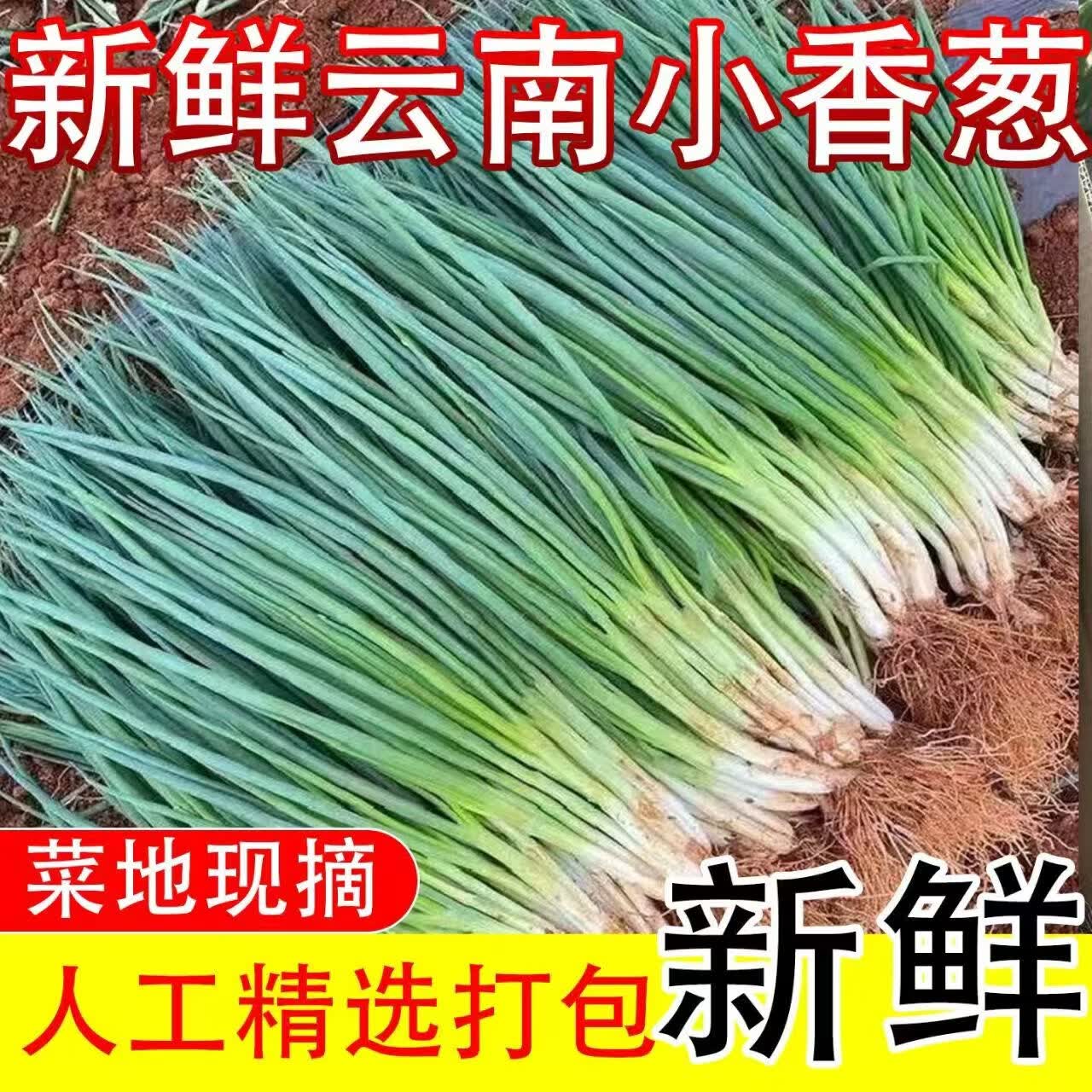 盛觅 小香葱新鲜去皮精品小葱 带箱5斤净重4.5斤  