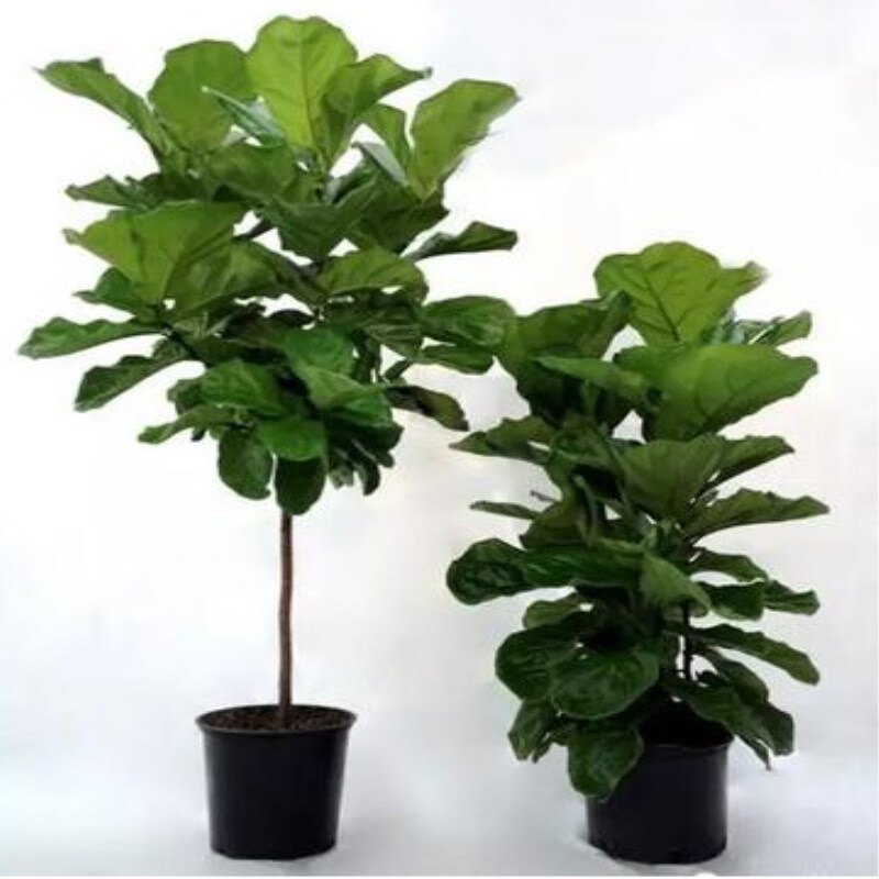 一名花匠琴叶榕大叶盆栽客厅北欧大型植物棒棒糖型新趣味室内老桩观叶