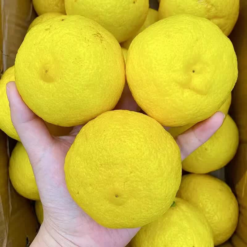 品鲜将黄金贡柚湖北怀化柑橘柚子春香柚黄金柑时令新鲜水果年货礼盒 贡柚礼盒 9斤 果径70mm