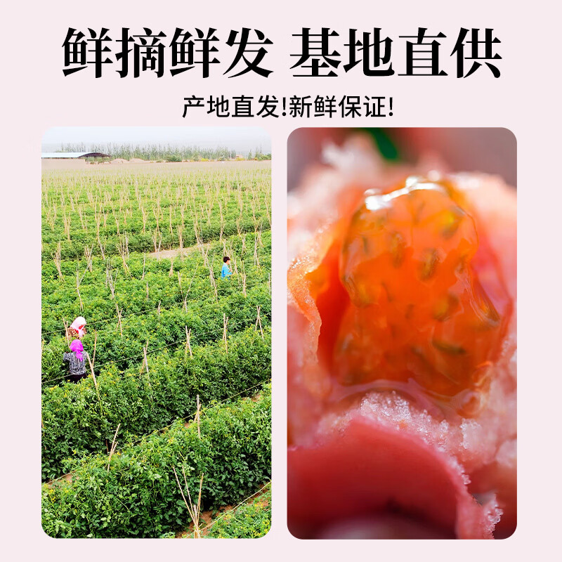 山努农场玫瑰番茄水果自然熟草莓西红柿多汁新鲜小柿子 玫瑰番茄大果 单颗70g+ 4斤