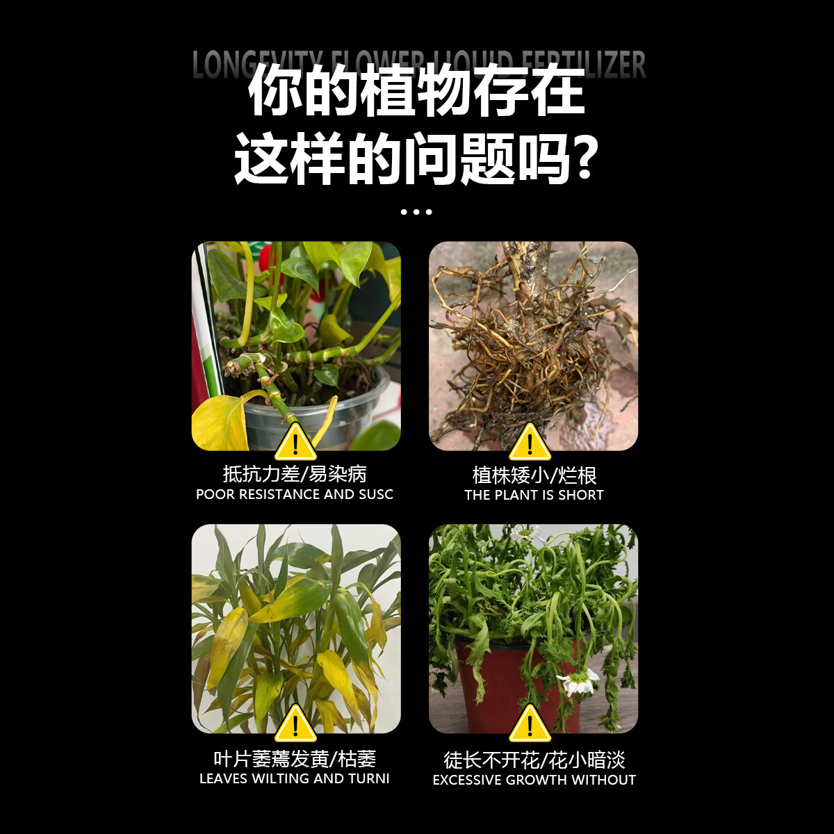 长寿花专用营养液促花肥长寿花专用肥料盆栽花肥催花开花肥专用肥 长寿花园艺营养液1100ml