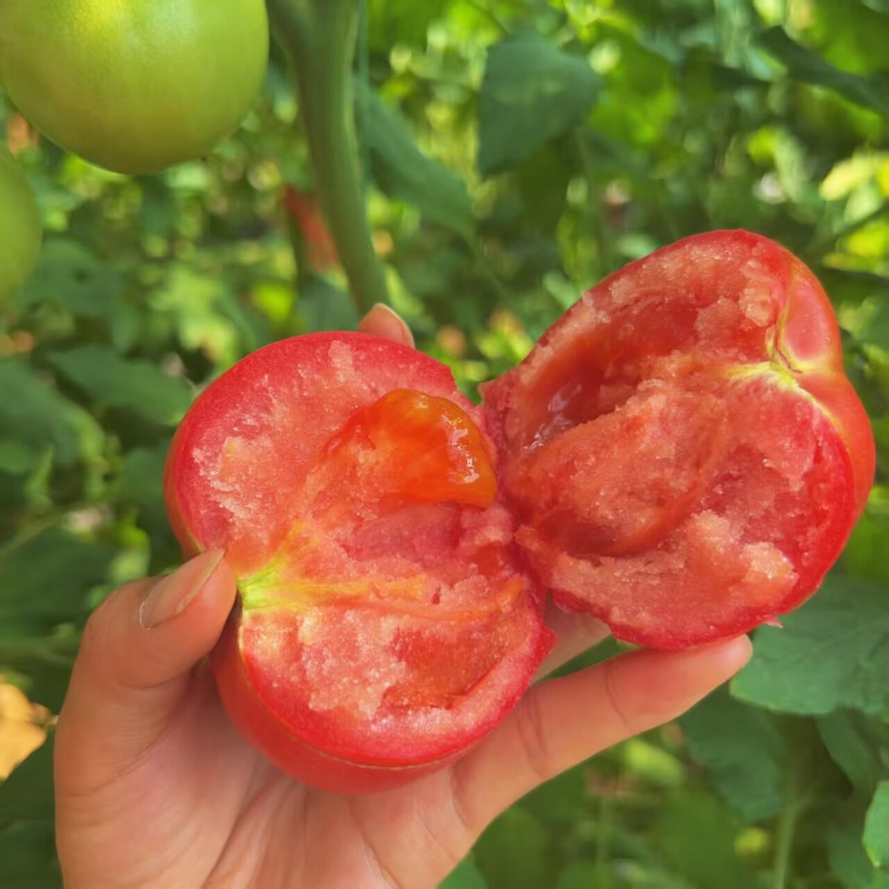 果鲜巢陕西泾阳普罗旺斯水果西红柿自然成熟沙瓤番茄当季新鲜蔬菜4.5斤 普罗旺斯水果西红柿 5斤 净重4.5斤 小果70克以上