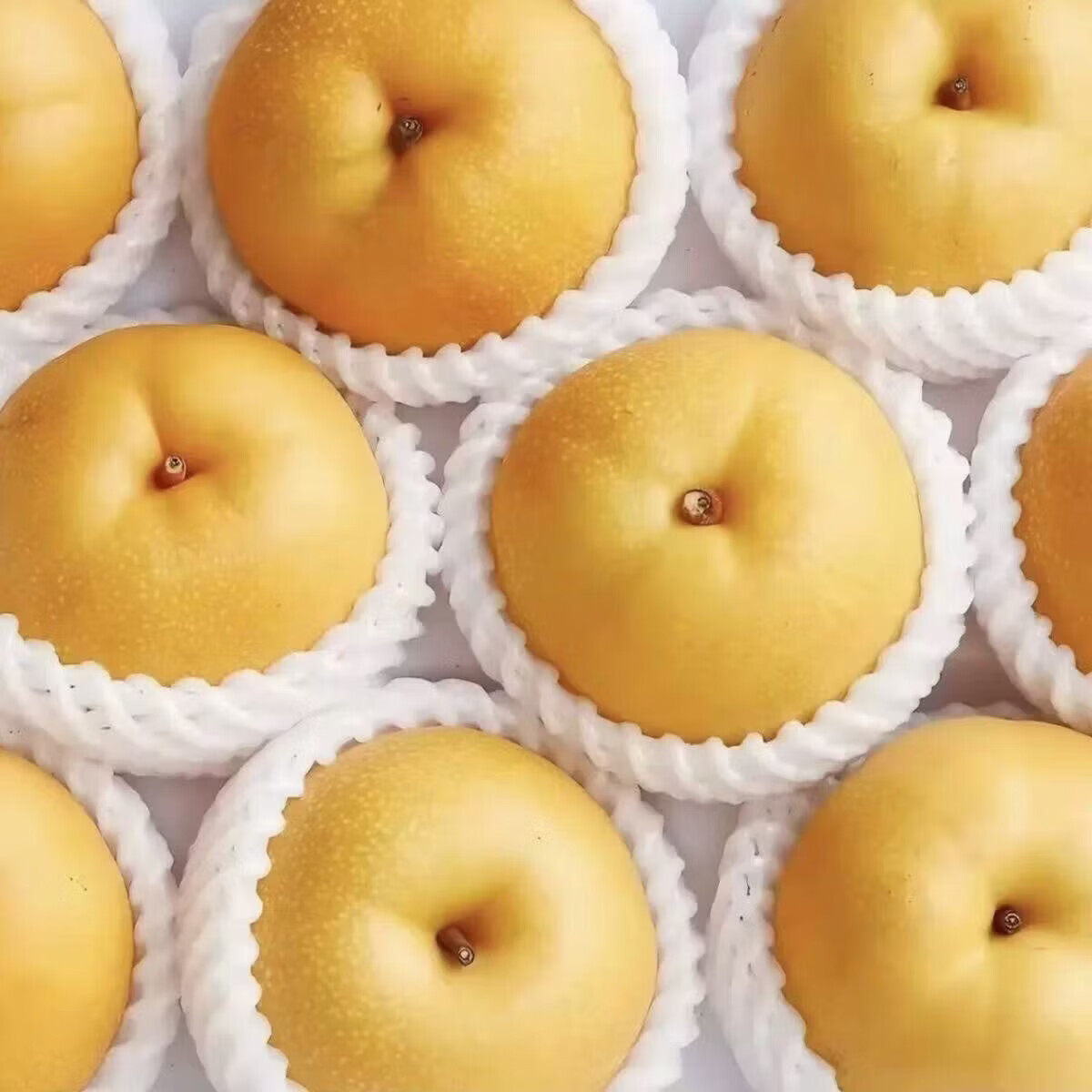 山东冰糖圆黄梨丰水梨南水梨 脆甜多汁新鲜水果 送礼佳品 5斤【推荐】单果约350g+ 净4.5斤｜4-6颗