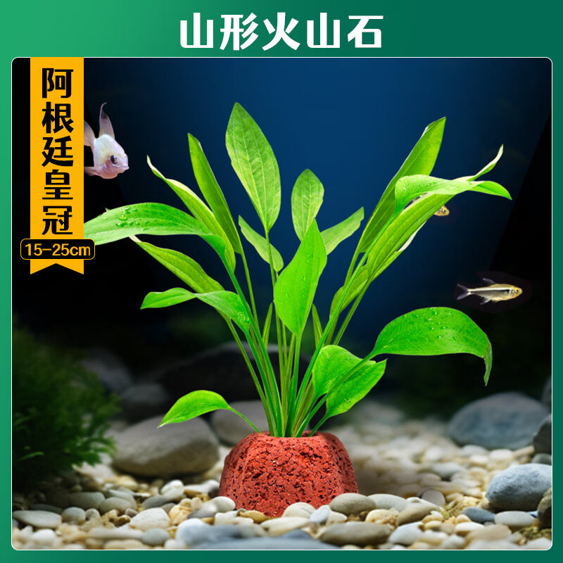森悠（SARYOR）火山石水草植物鱼缸造景专用水培阴性蜈蚣草绿菊真草增氧绿植摆件 【火山石】阿根廷皇冠