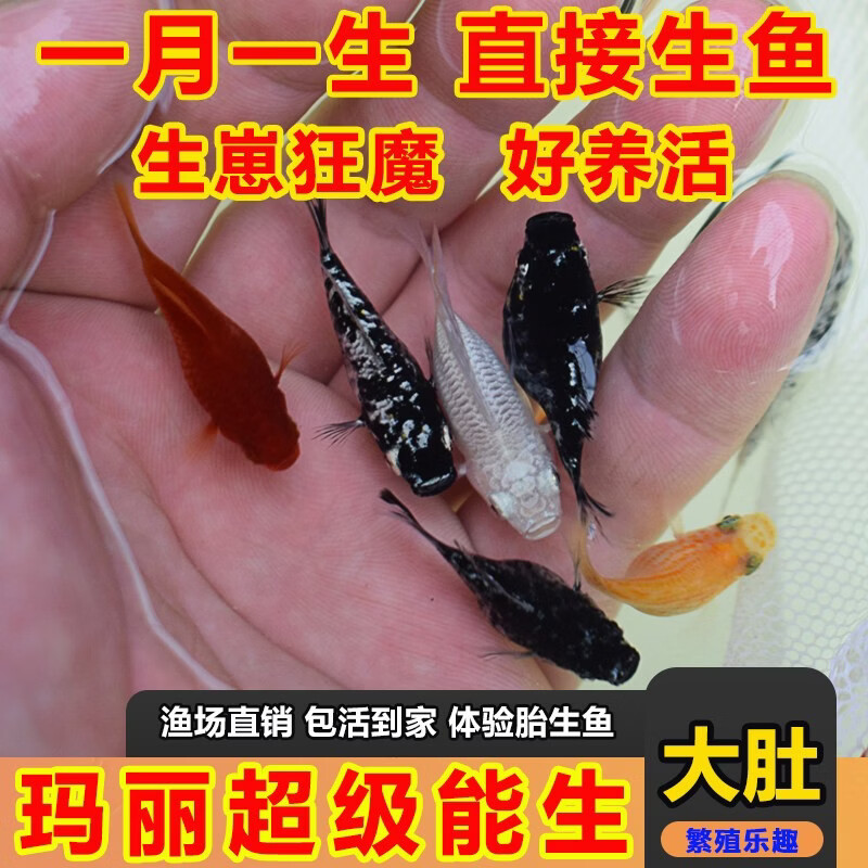 百纶木千玛丽鱼观赏鱼不打氧耐活小鱼淡水鱼胎生鱼超能生的热带鱼招财鱼 【大肚皮球】3-4cm8只（公母随机）【有快生的】