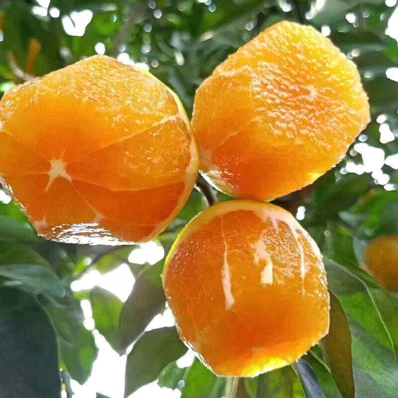 薏品甄鲜奉节脐橙地标水果新鲜现摘薄皮好剥新鲜采摘源头直发 奉节脐橙4.5斤【规格65-70mm】