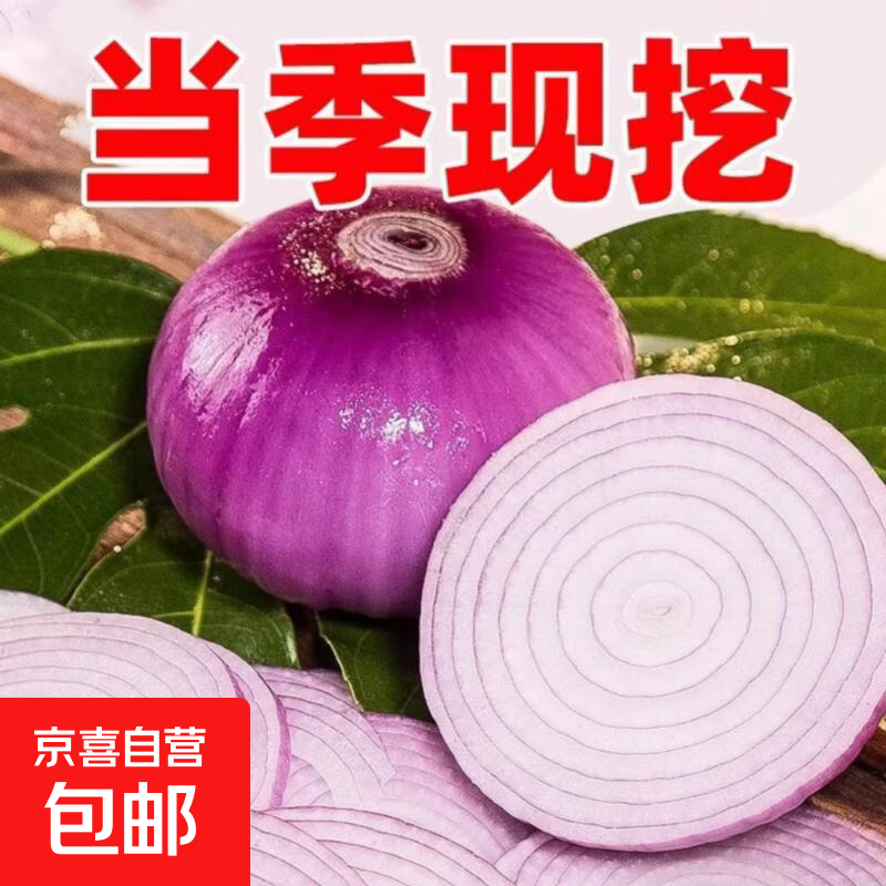 紫皮洋葱新鲜蔬菜水果圆葱扁洋葱大葱头黄洋葱辛辣甘甜生鲜买菜 洋葱带箱1斤 单果100-500g