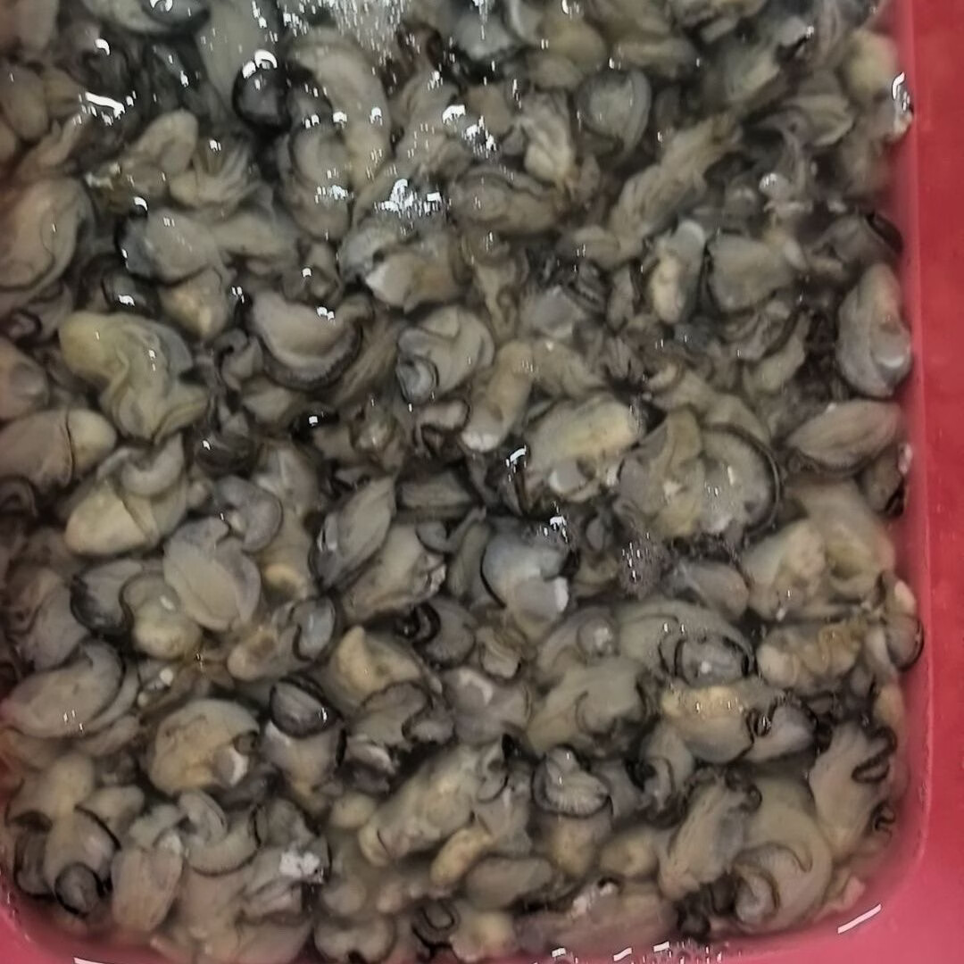 快递冷运福建小海蛎现剥无泡水牡蛎海蛎生蚝肉新鲜发货蚝烙蚵仔煎 2000g-每斤含150克左右原浆液-介意勿拍