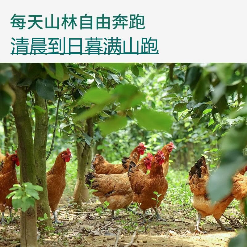 【顺丰包邮】贵州农家散养黄油老母鸡正宗土鸡3年走地鸡新鲜现杀 精选三年黄油老母鸡3只共【10~11斤】