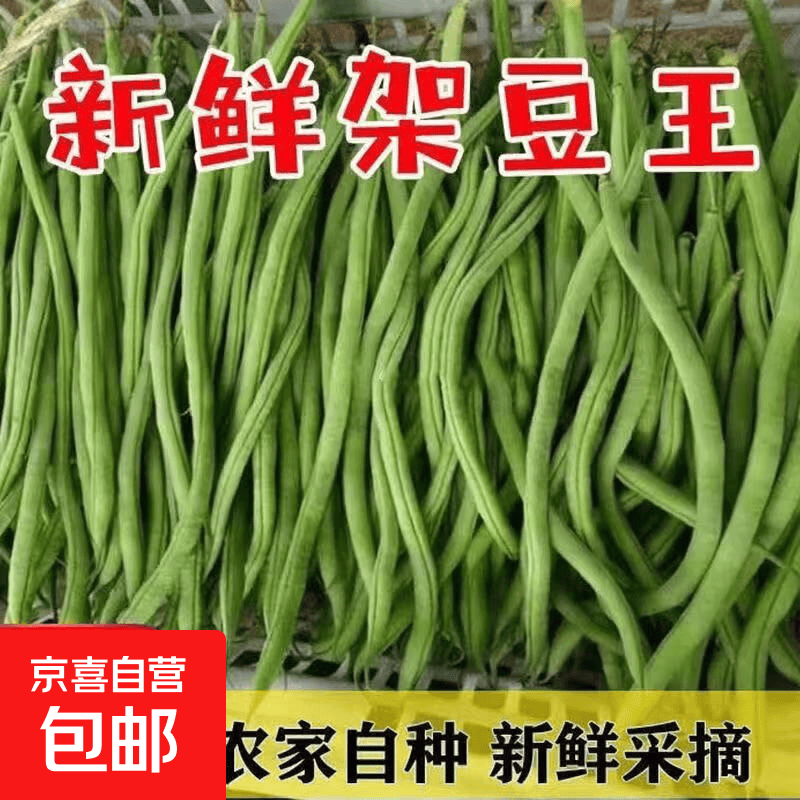 云南高山新鲜无筋豆四季豆现摘无筋扁青豆农家蔬菜新鲜生鲜 带箱1斤