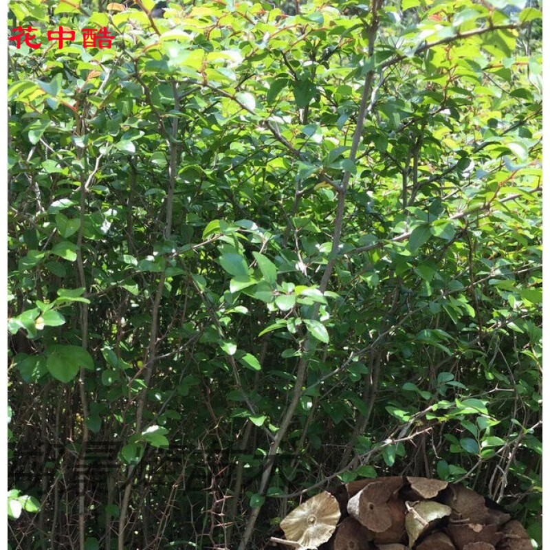 花中酷 篱笆马甲子种子苗马甲子种子围园刺树苗鸟不站刺树种子铁篱笆