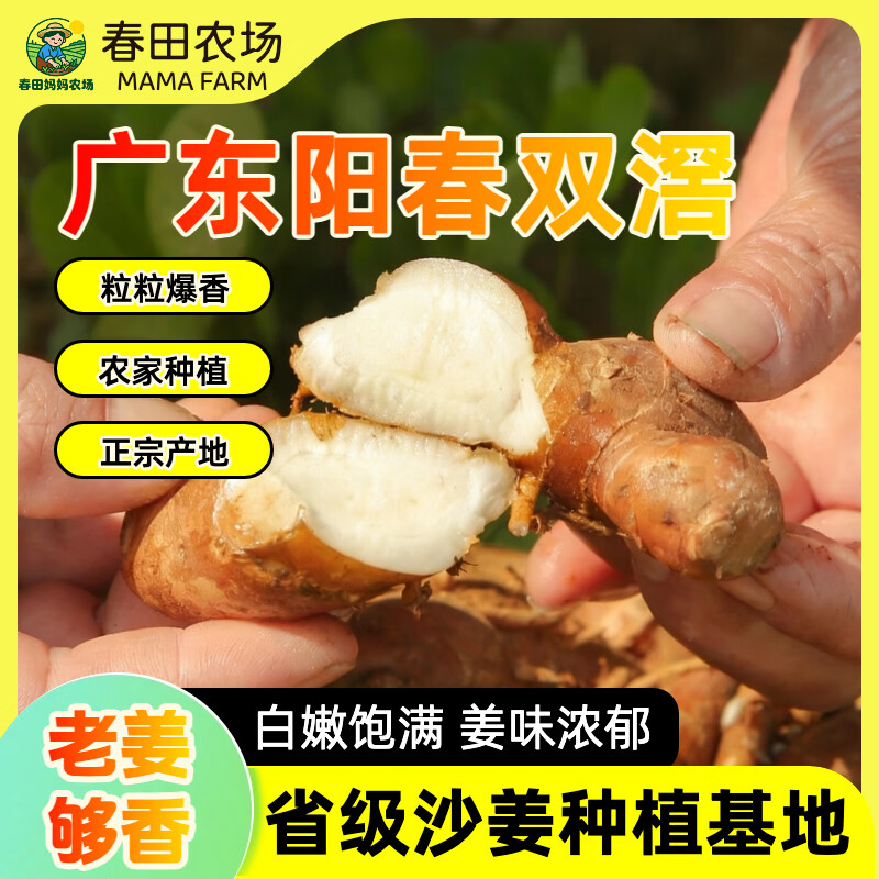 【沙姜之乡】广东特产正宗阳春双滘新鲜沙姜调味提鲜增香双窖山奈 广东省级沙姜种植基地甄选 【1斤尝鲜装】姜味浓郁，来自深山老林