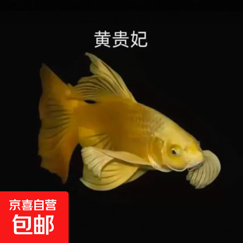 �׺�����������������β��ˮ�����ͻ���ʰ���� [����]��ɫ5-8����1�� 4.9Ԫ