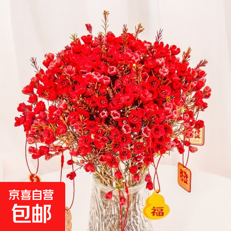 【澳洲腊梅】腊梅年宵花云南鲜花直发 红色澳洲腊梅200g【吸色花材】