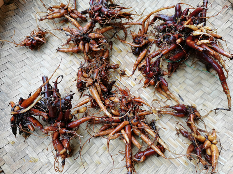 贵州农产品新鲜红活麻根 中材纯根小红麻红禾麻红火麻草500克